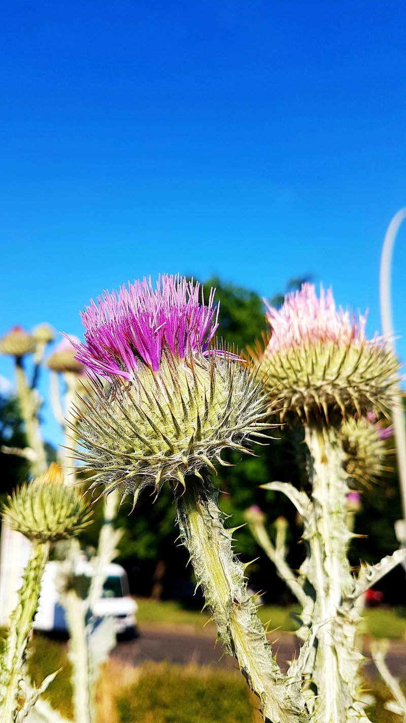 Rosenhof Berlin-Zehlendorf Seniorenwohnanlage Betriebsgesellschaft mbH Ambulanter Pflegedienst – Bild 2