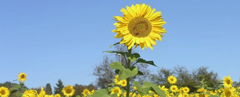 SPPS Pforzheim – Bild 1