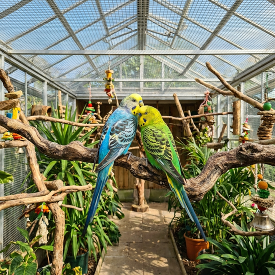 Zwei bunte Wellensittiche sitzen gemeinsam auf einem Ast in einer geräumigen Voliere