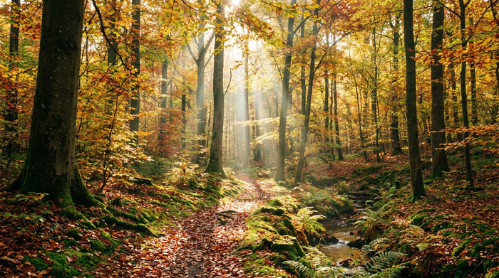 Ein idyllischer, lichtdurchfluteter Laubwald im Herbst. Sonnenstrahlen brechen durch die Baumkronen und beleuchten sanft den moosbedeckten Waldboden. Ein friedlicher Ort der Ruhe inmitten der Natur.